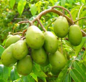 আমড়া আচার