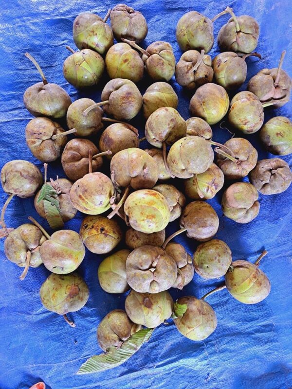 চালতা আচার - Image 3